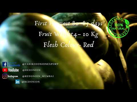 Watermelon Suprit सुप्रीत Hybrid