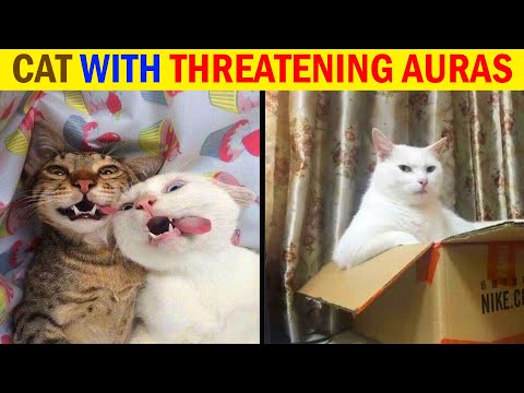 Cats with threatening aura - Funny Cats