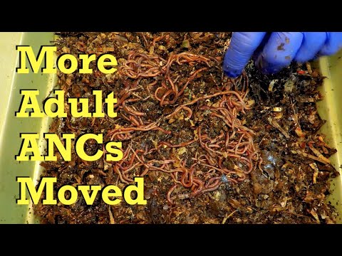 Continued try at promoting large-sized African nightcrawlers - worm farm vermicompost