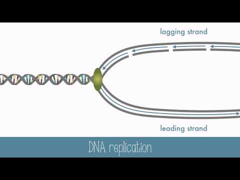 DNA Replication