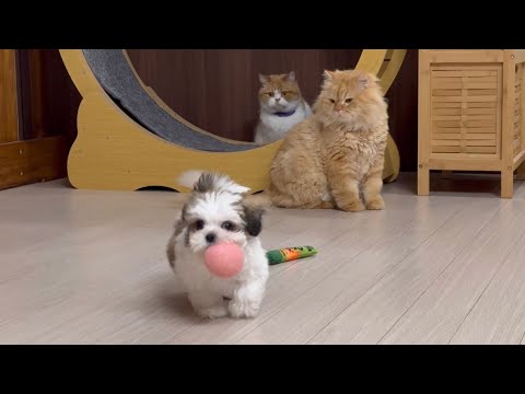 고양이와 같이 살게된 3개월 아기시츄, 고양이가 되어가는 과정ㅋㅋㅋㅋ