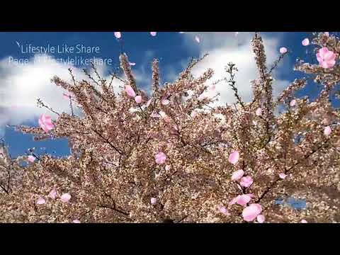 See the Cherry Blossom Festival in Amstelveen, the Netherlands. One of the most beautiful in Europe