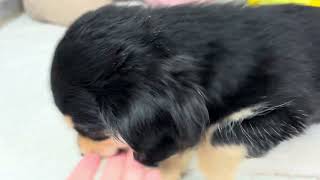 ハーフ犬の動画01