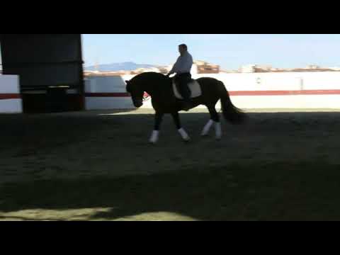 CEUS - PRE stallion of class, dressage and high school master for sale thebestspanishhorses.com