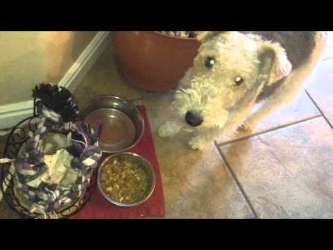 Sojos Dog Food Review