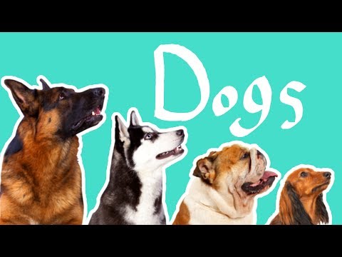 15 Dog Breeds | Dogs for Kids