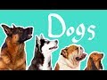 15 Dog Breeds | Dogs for Kids