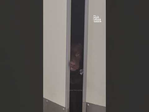 Un chien se cache à l'extérieur de la cuisine après avoir senti une odeur de bacon