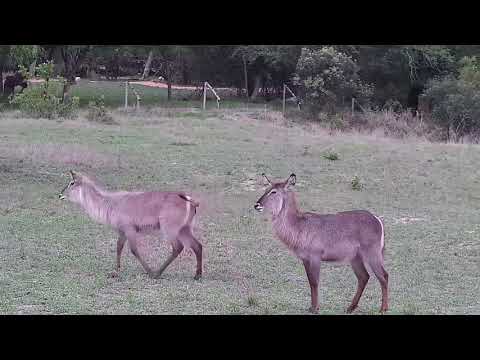 Djuma: Waterbucks drink at the pan - 17:28 - 11/12/21
