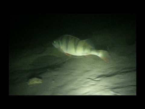 Nachttauchgang Galve, Lake Galve,Litauen