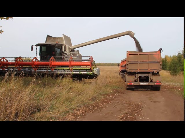 В Спасском районе продолжается уборка подсолнечника