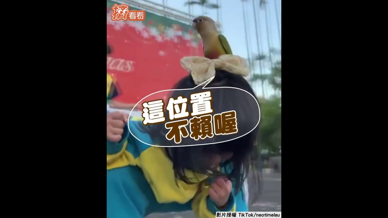 影音／天外飛來一鳥「降肉頭上」 4歲妹秒石化半蹲崩潰尖叫