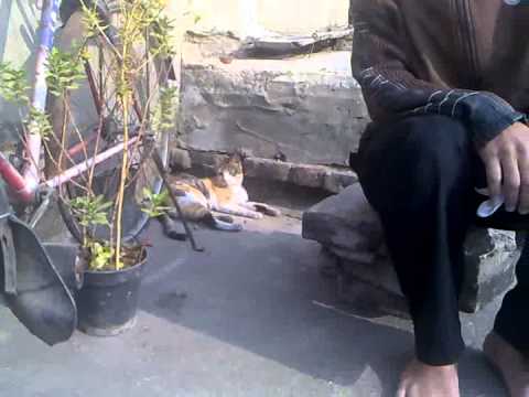 Sunnyhero22   Mohit Cat