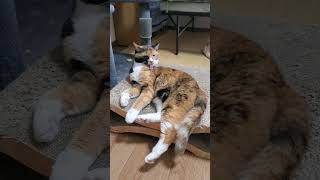 妹の恋愛相談について #cat #cat #かしわねこ #保護猫