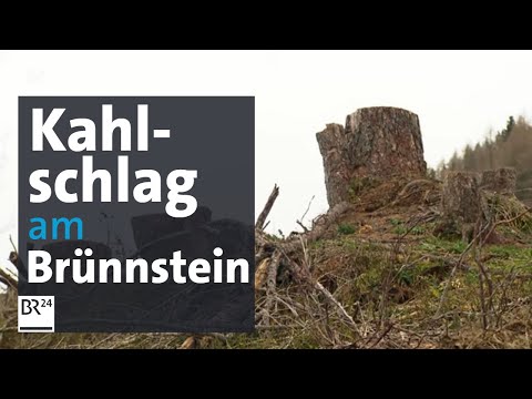 Heftige Kritik an Waldbesitzern wegen kompletter Rodung eines Gebirgswaldes | Abendschau | BR24