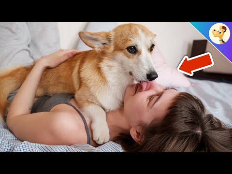 DAS passiert, wenn du jede Nacht mit deinem Hund IM BETT schläfst!