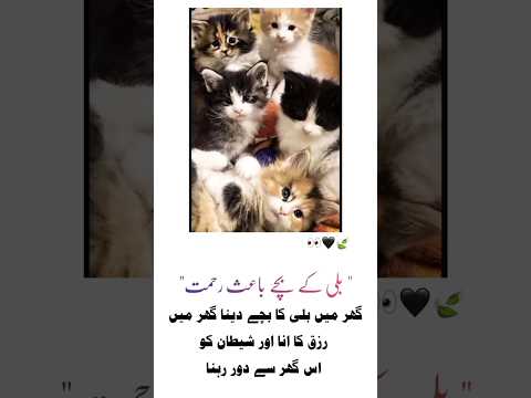 biralerfazilat😺#fazilat#viral #short#trending#Mk_Funny pets