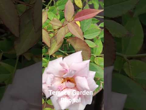Terrace Garden Bhopal  #shortvideo#youtubeshorts#viral#shors#ytshrts#mukund