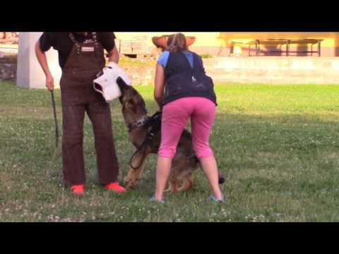 Jasper z Atarova sadu - protection training - 7/2017
