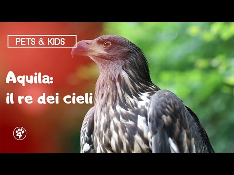 L' Aquila - Pets & Kids | Amoreaquattrozampe.it