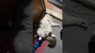 深夜の猫【ノル猫ミロシー】 #shorts