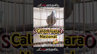 Download lagu perkutut bangkok juara nasional #perkututbangkok #perkutut #perkututbangkokjuara #shorts mp3