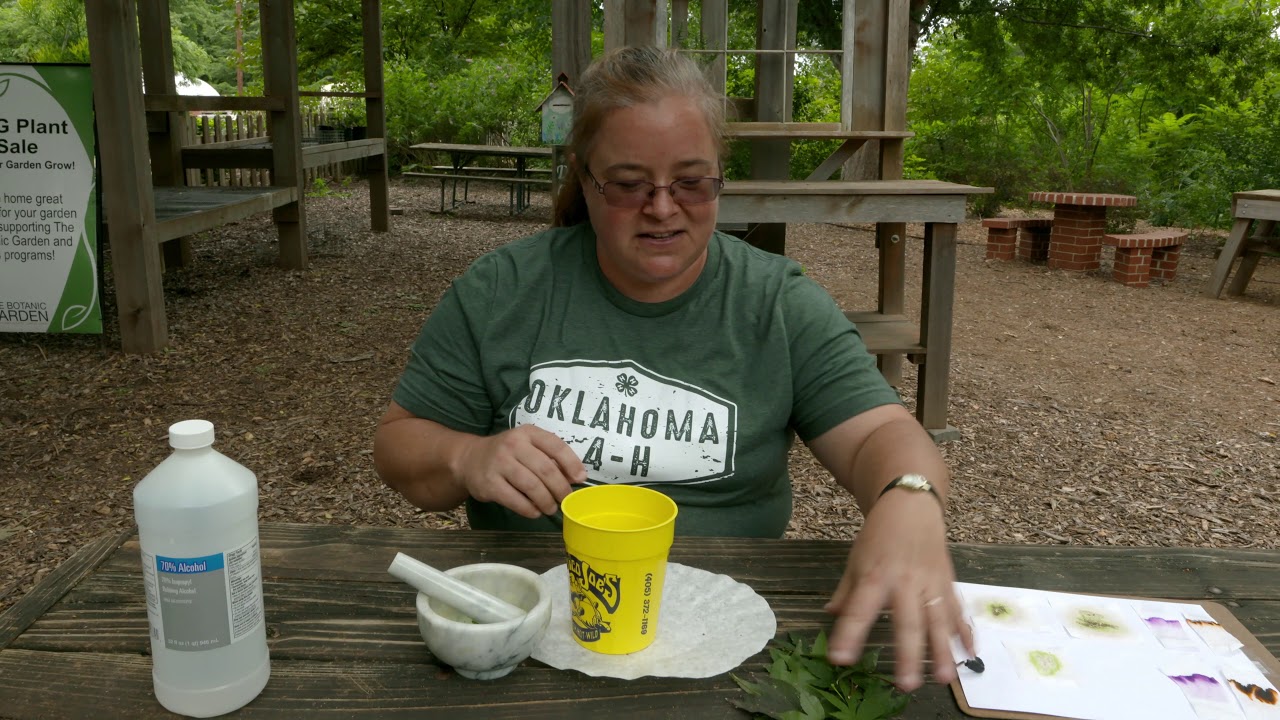 DIY Leaf Color Activity for Kids