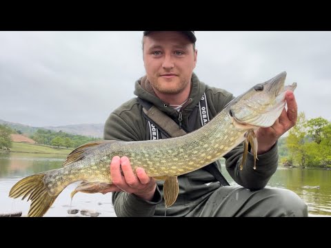 Pike fishing - using dead baits like a lure 🐊