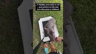 Video preview image #1 Mutt Puppy For Sale in Sanford, FL, USA