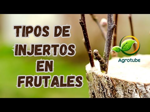 🍏Tipos de Injerto en Frutales, Injertos Frutales🍋🍐 Tipo de Injerto