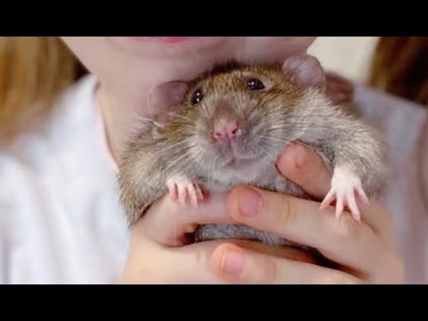 The CUTEST most ADORABLE RATS 2