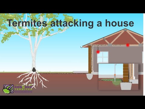 How do Termites get into a house - Brisbane - Australia