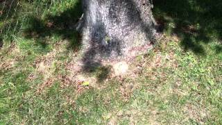 Tour of Cicada Country