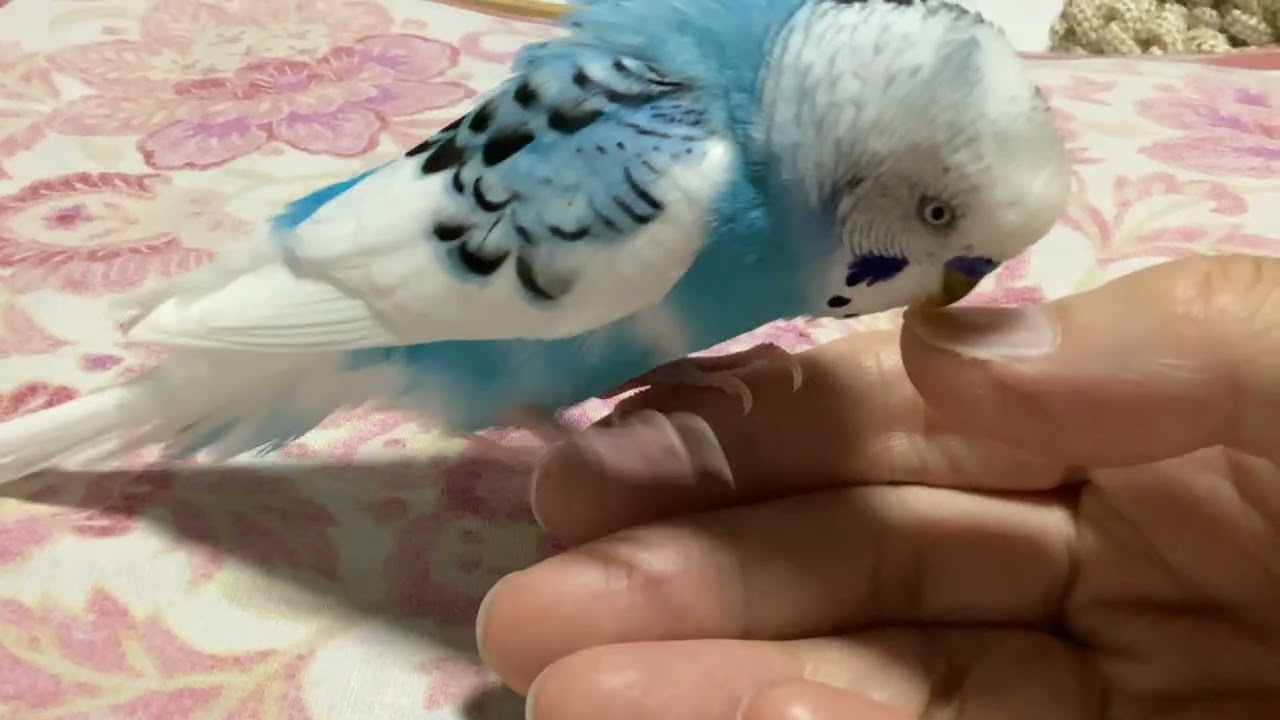 セキセイインコ可愛いピーコちゃんのおしゃべり