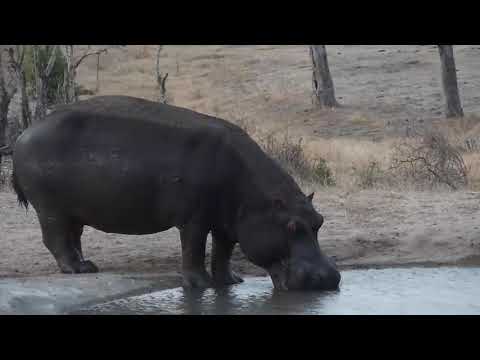 Djuma: Lone Hippo(healed leg) goes to new pan for fresh drink then back to soak - 18:05 - 10/08/19