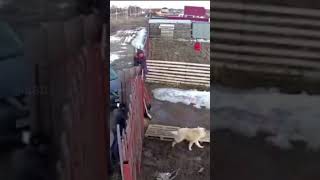 Alabai dog attacks on strangers 😱😱 #shorts