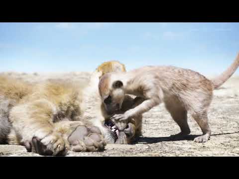 LION KING VJ KEVO @ GAMERS LOFT ENTERTAINMENT 2