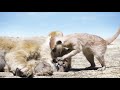 LION KING VJ KEVO GAMERS LOFT ENTERTAINMENT 2