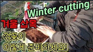 겨울 꺾꽂이 이렇게 준비 하세요. Prepare the winter folding like this.