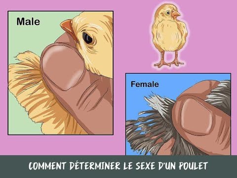 , title : 'Comment déterminer le sexe d'un poulet'