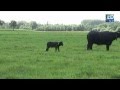 Waterbuffel Froukje geboren in Breugel