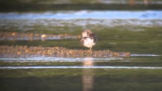 preview picture of video '2.9.14 Bécasseau de Temminck (Calidris temminckii, Temminck's Stint)'