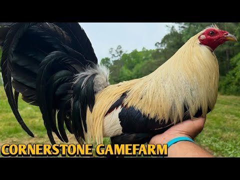 Grey Blueface Asil - CORNERSTONE FARM