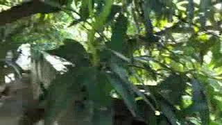 Raza International Girls School Video