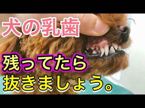 犬の乳歯が抜けない:原因と対処法