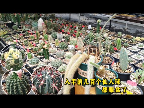 仙人球種類