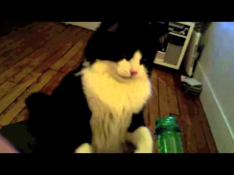 cleo le chat vs badoit: la battle !