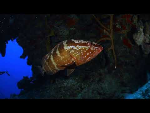 Breathtaking Dive Experience at Bloody Bay Wall in Little Cayman