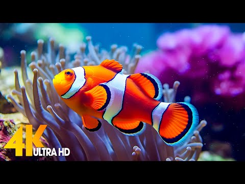 Aquarium 4K VIDEO (ULTRA HD) ???? Beautiful Coral Reef Fish - Relaxing Sleep Meditation Music #70