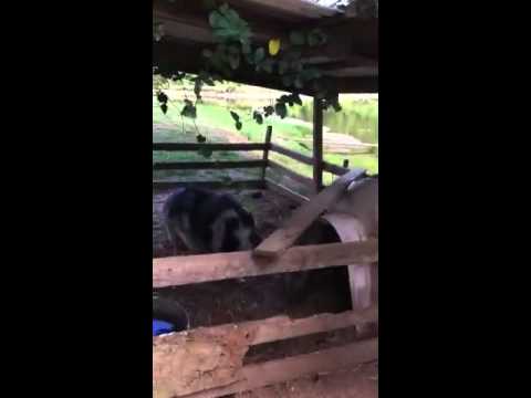 This pig is possessed